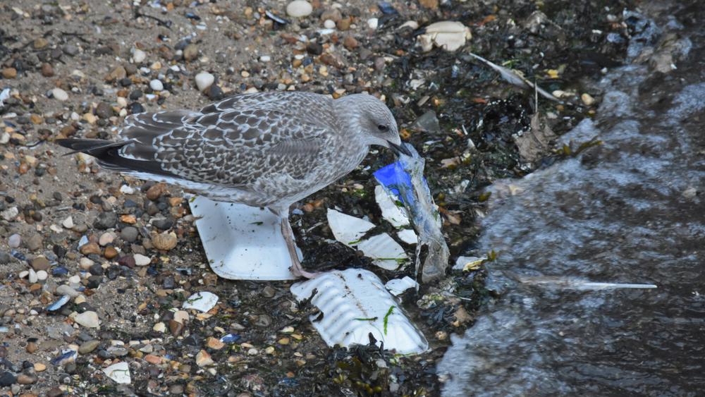 Study: Most Of The Plastic Found In Seabirds' Stomachs Was Recycleable