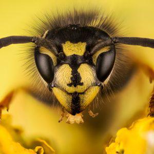 Bee Informed: New Bee Species Added to Oregon Database, Bee Art Throug