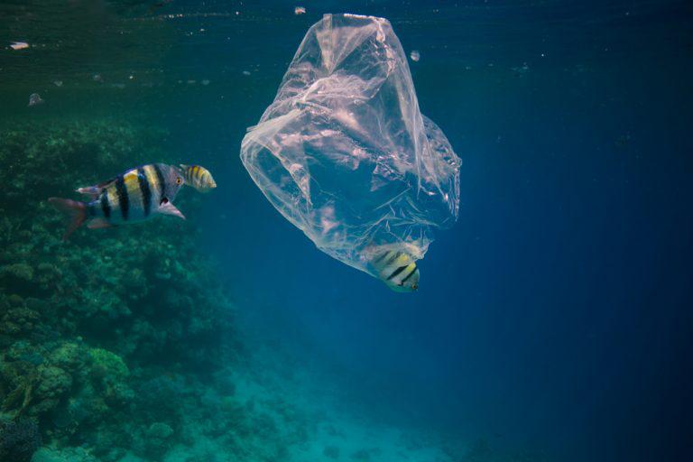 Is it Really Worth the Convenience? 6 Ways Plastic is Harming Animals