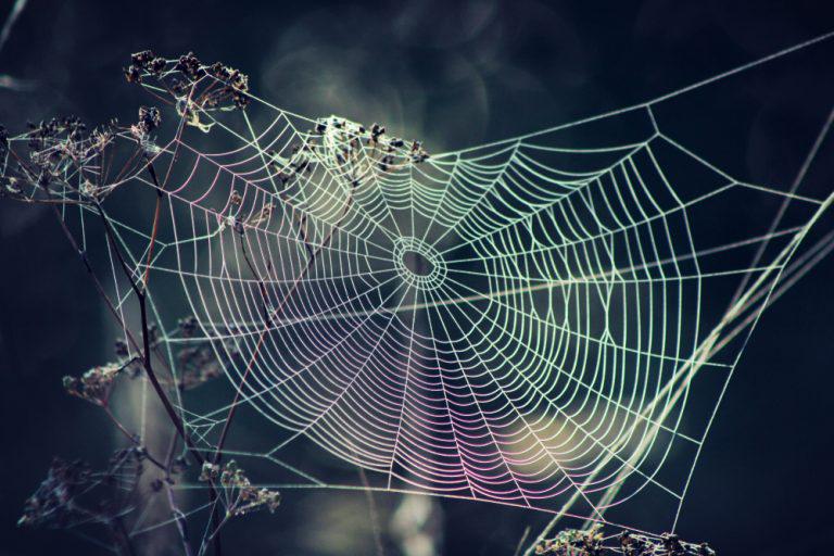 Synthetic spider silk could help solve the world’s plastic pollution