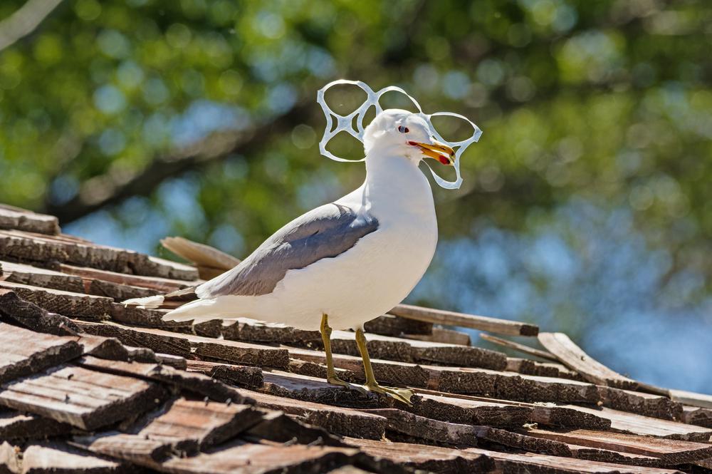 Plastic waste threatens lives of migratory birds - Haultail On-Demand  Delivery Network