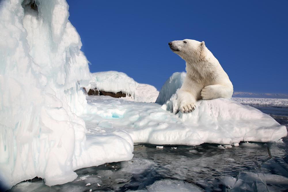 The Polar Bear: Rider of Icebergs - Nature Canada