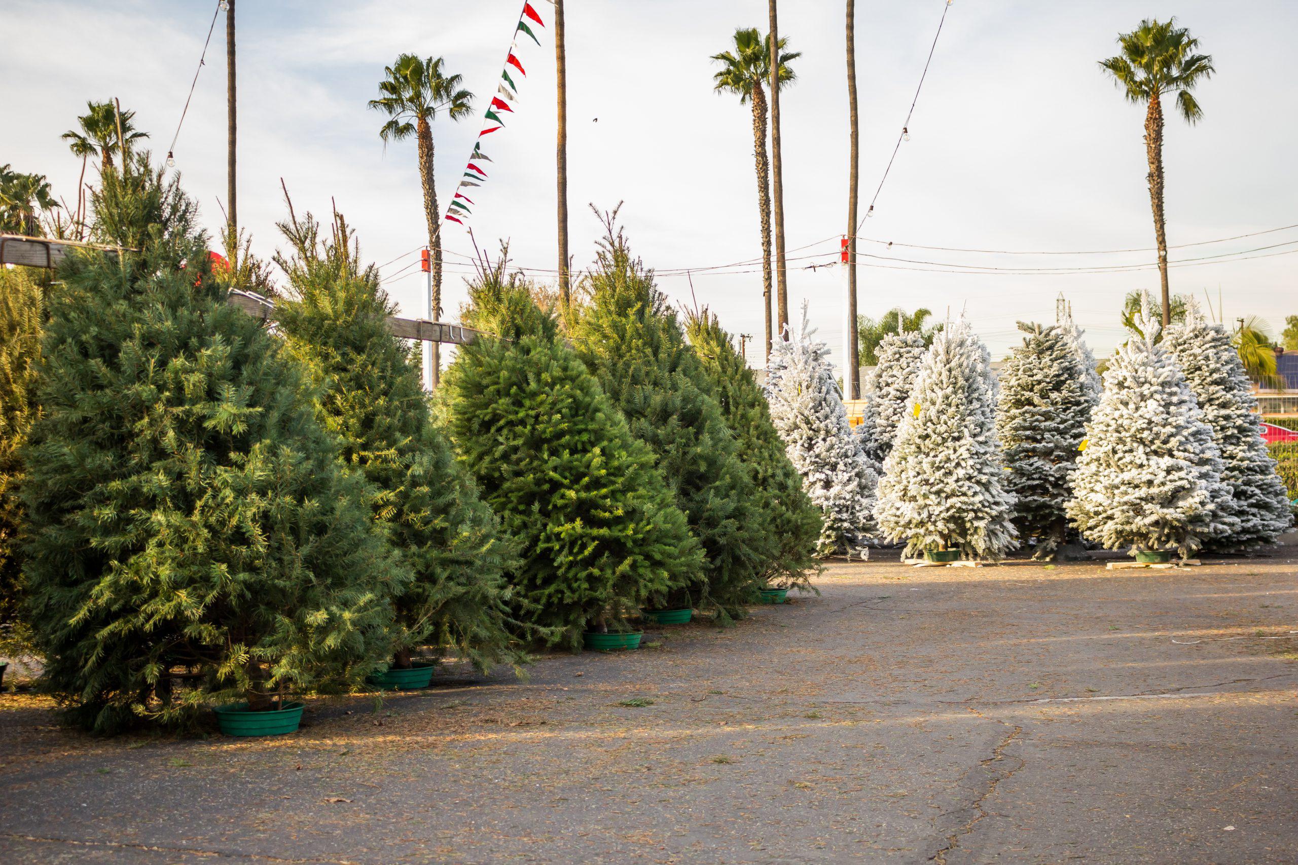 Real vs. Artificial Christmas Tree Which Is More EcoFriendly? Haultail OnDemand Delivery