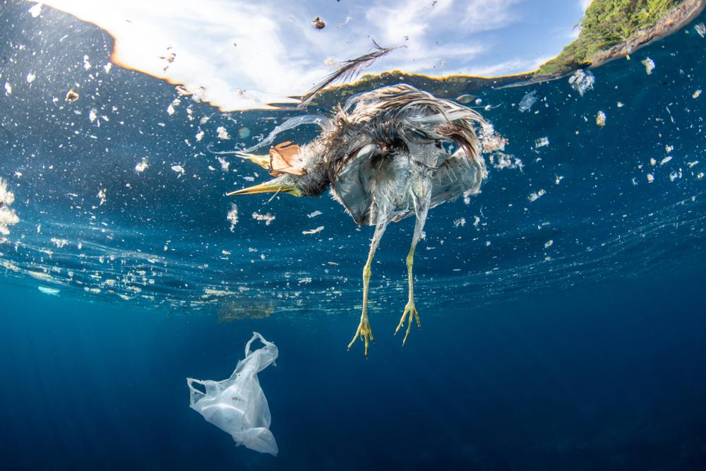 Why do ocean animals eat plastic? - Haultail On-Demand Delivery Network