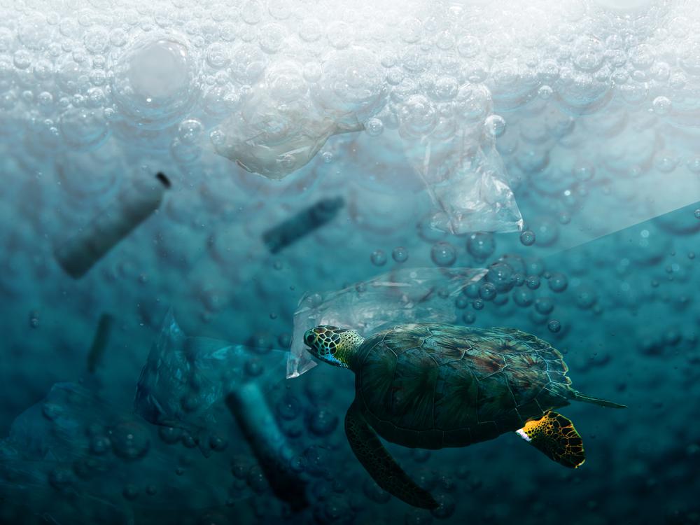 Why do ocean animals eat plastic? Haultail OnDemand Delivery Network