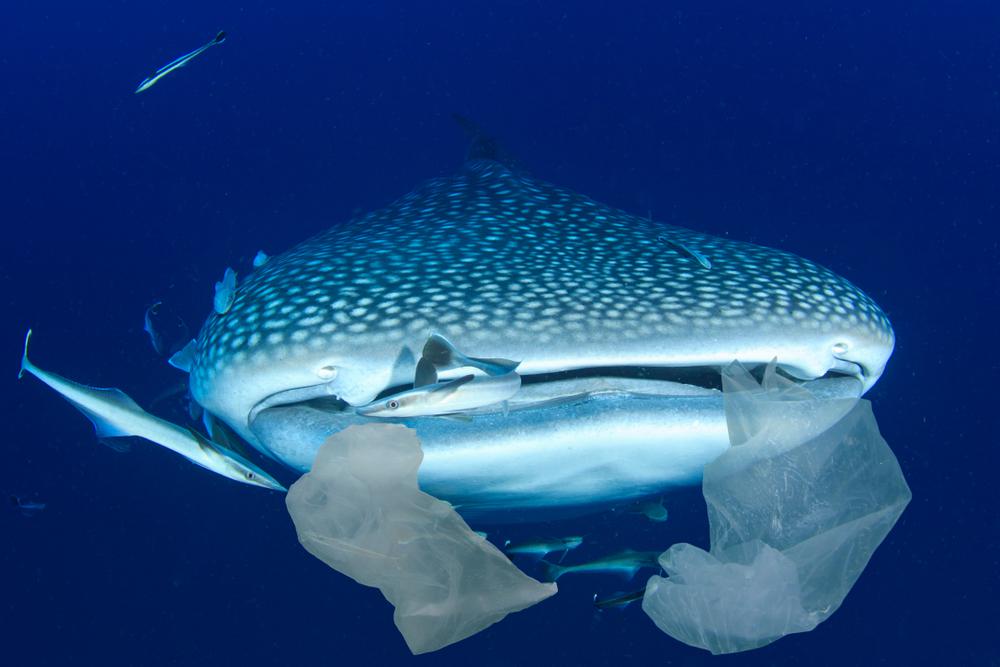 Why do ocean animals eat plastic? Haultail OnDemand Delivery Network