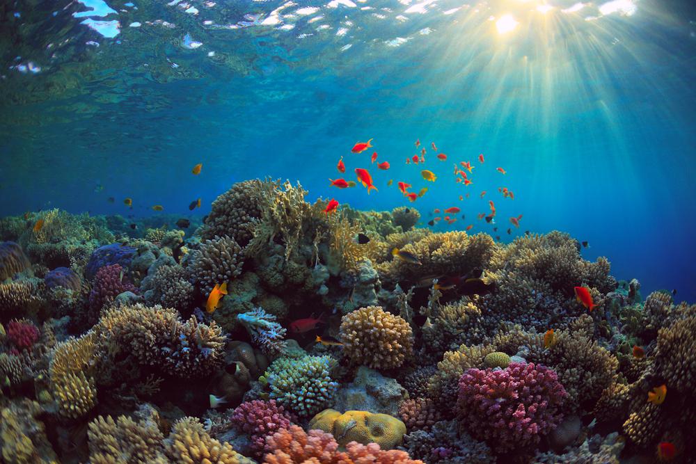 polluted coral reefs