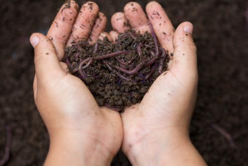 Why do waxworms and bacteria love eating plastic? Brandon University  research aims to find out