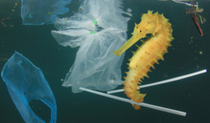 6 Unknown Facts About Single-Use Plastic Bags