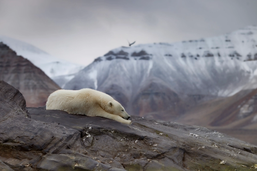 3. 'Polar bear in an iceless land' by @uglefisk