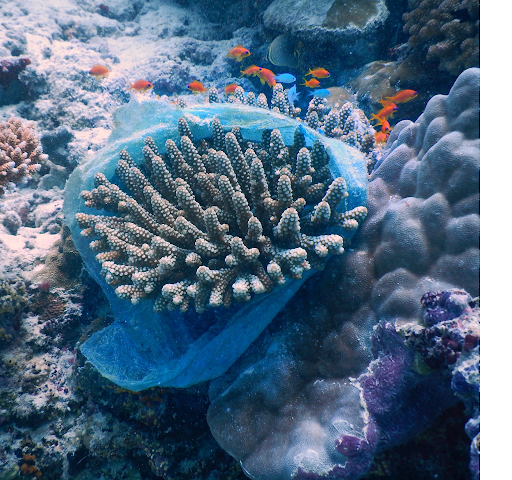 4. 'PLASTIC BAG ON CORAL COLONY’ by @ashwaag2233