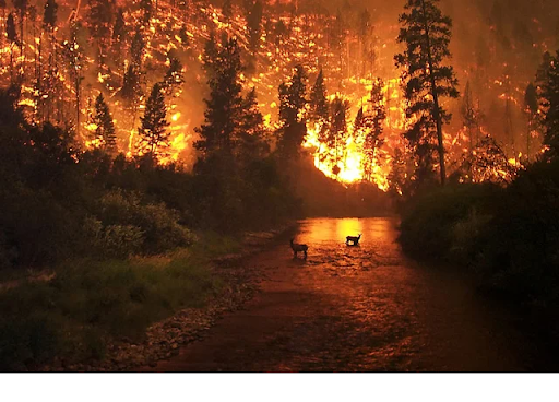 7. Montana Fire