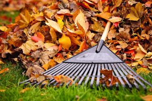 Tools to Clear Your Yard Waste