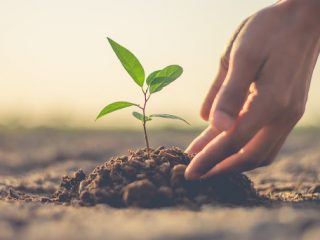 9 Environmental Benefits of Planting a Tree